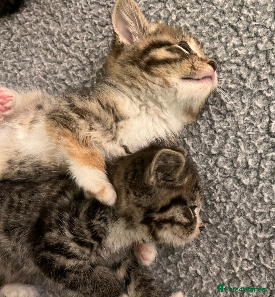 Mixed Breed cats for sale: Adorable mixed breed kittens  - Advert 8