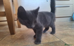 British Shorthair cats for sale: Happy Ragdoll British Short Haired Cross - Image 15