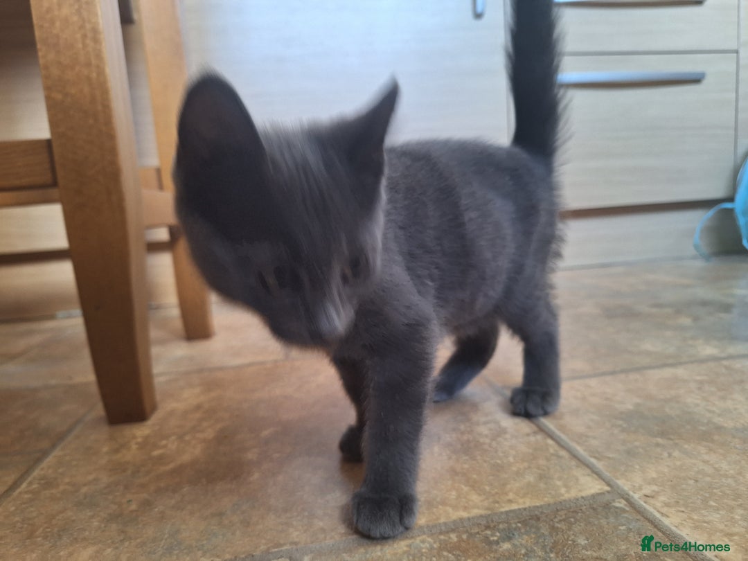 British Shorthair cats for sale: Happy Ragdoll British Short Haired Cross - Image 15