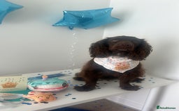 Cocker Spaniel dogs for sale: Beautiful cocker spaniel needs a new home  - Advert 7