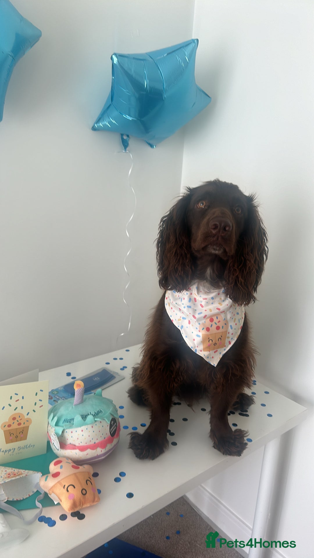 Cocker Spaniel dogs for sale: Beautiful cocker spaniel needs a new home  - Advert 7