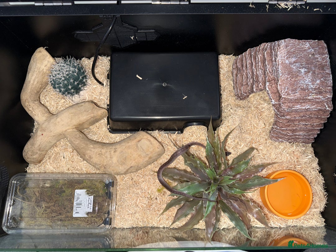 Corn Snake reptiles for sale: Baby corn snake for sale  - Image 4