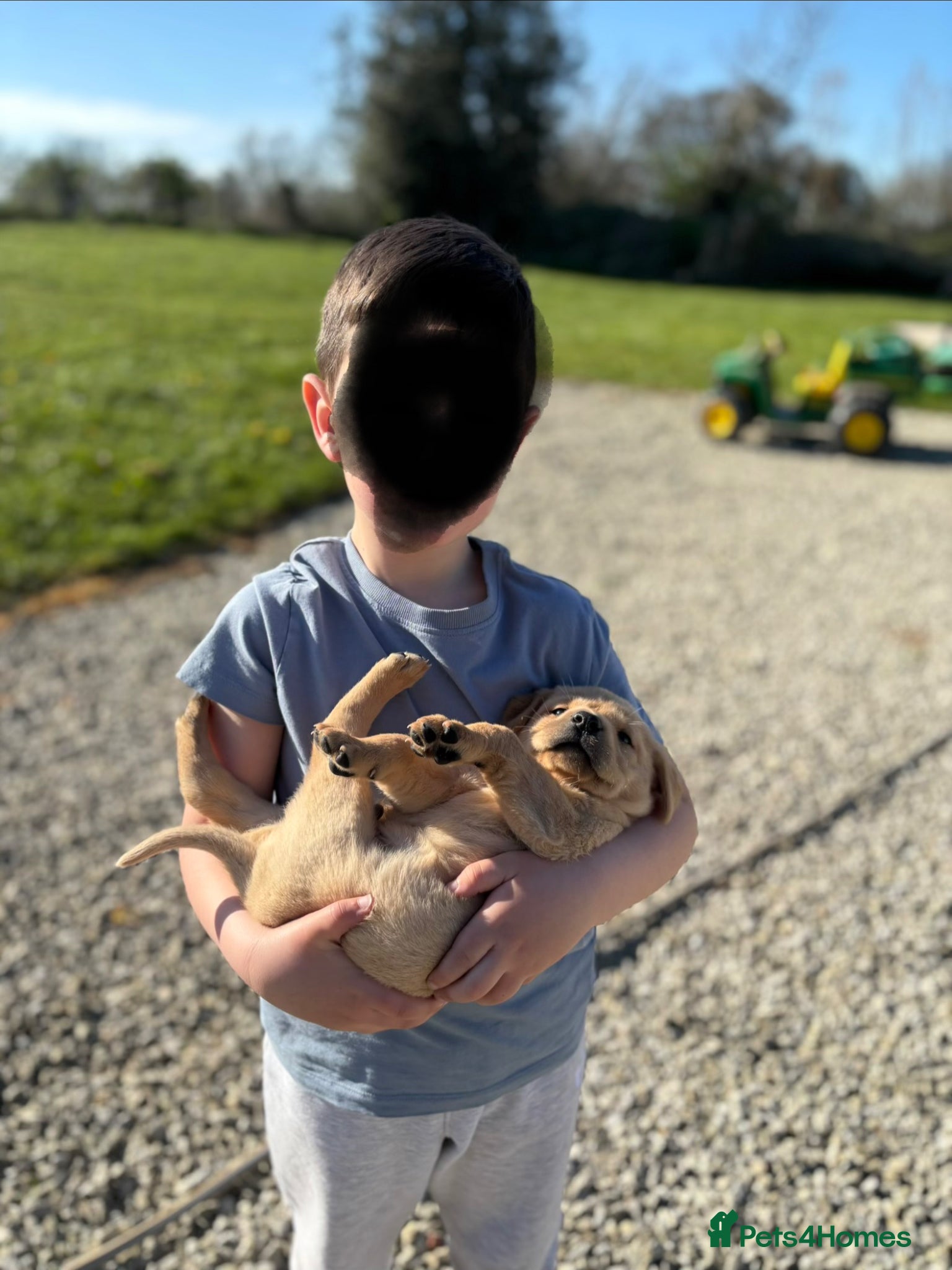 Labrador Retriever dogs 4 Labrador Puppies - DRAKESHEAD - Advert 1