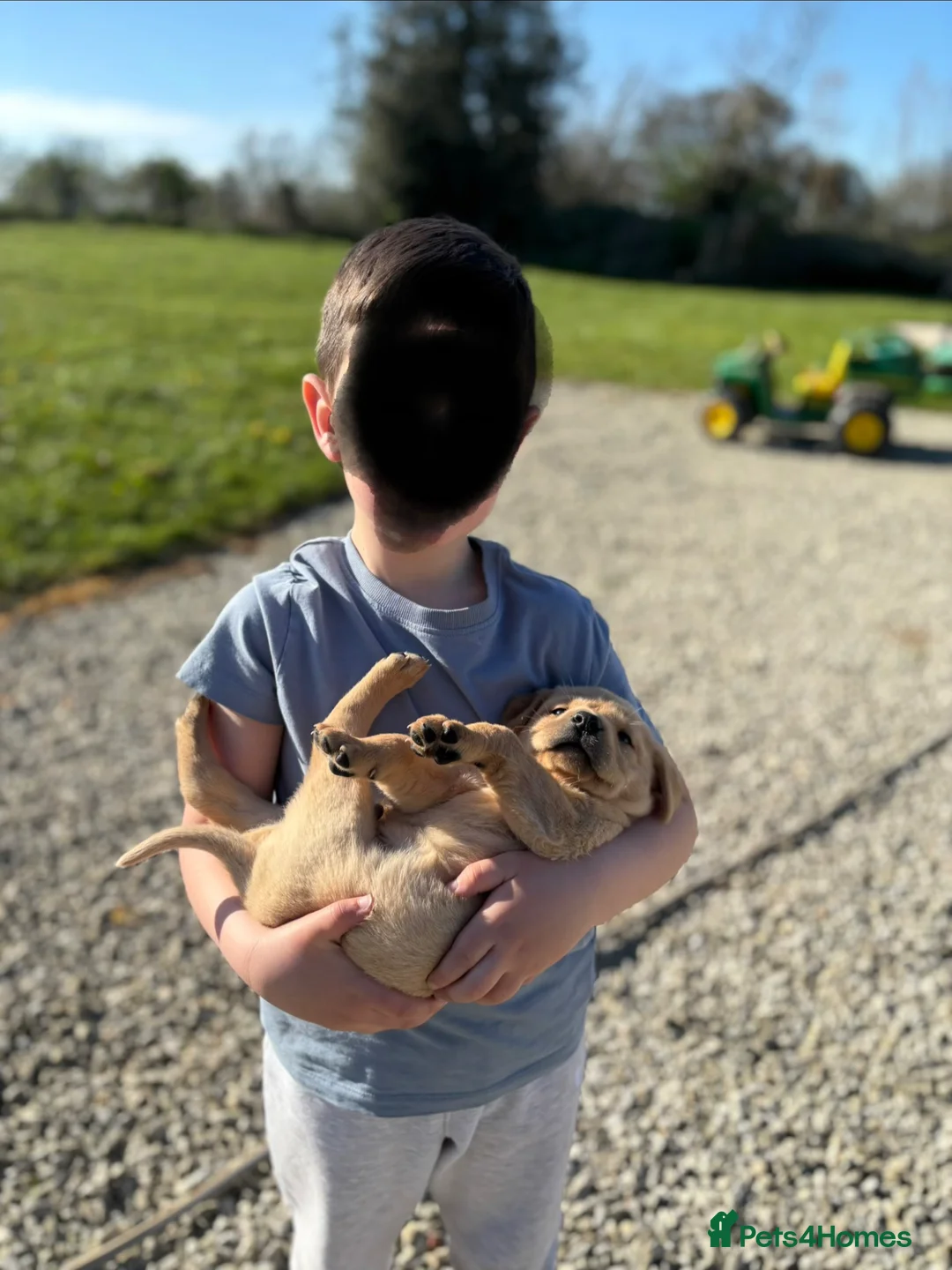 Labrador Retriever dogs for sale: 4 Labrador Puppies - DRAKESHEAD - Advert 1