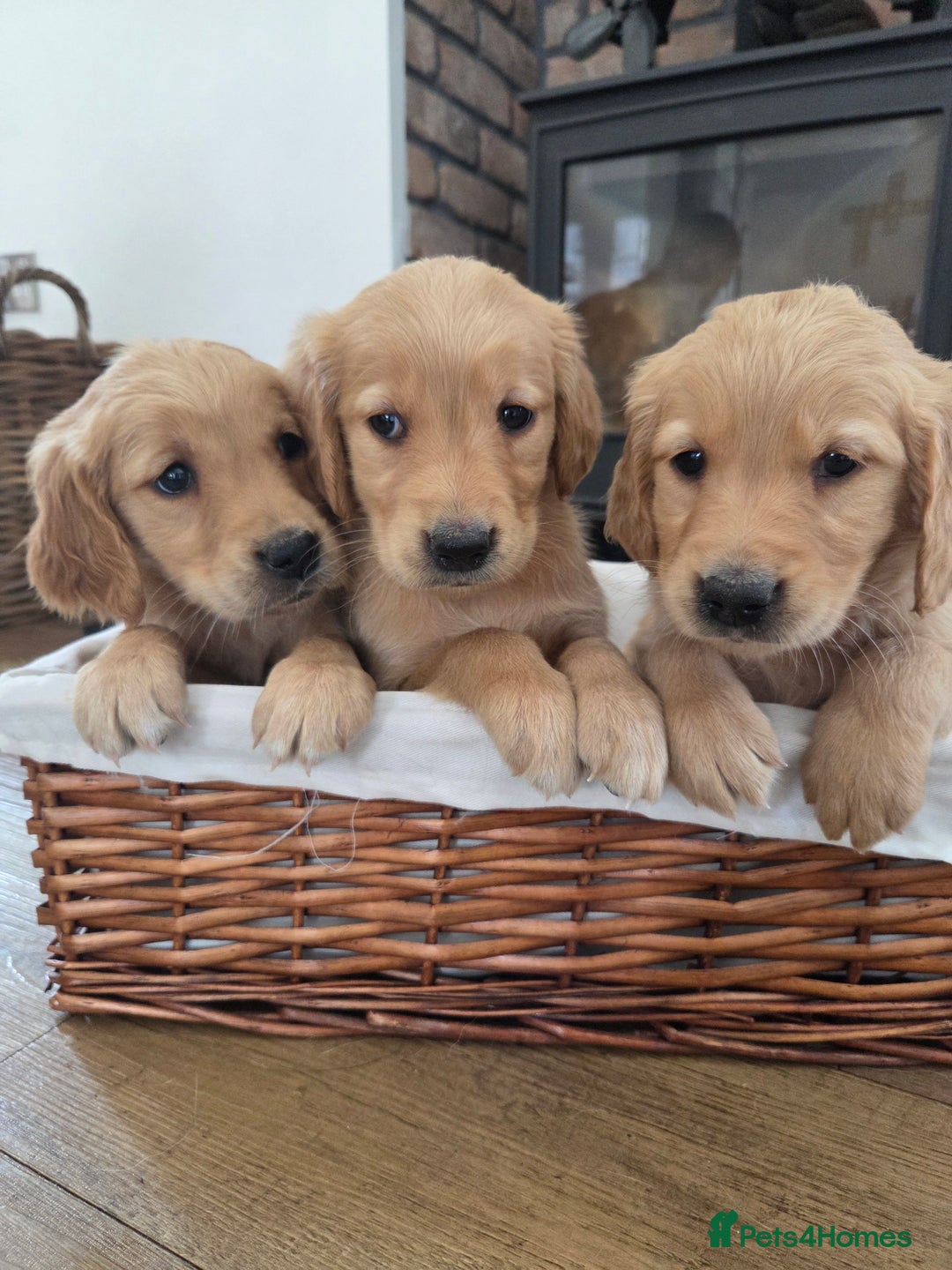 Golden Retriever dogs for sale: 🧡 dark red working Golden Retriever puppies 🧡 - Image 6