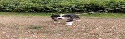 Australian Shepherd dogs for sale: The last beautiful female Australian Shepherd in Poole - Advert 26