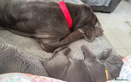 Neapolitan Mastiff dogs for sale:  Neapolitan mastiff puppies Newcastle  - Image 27
