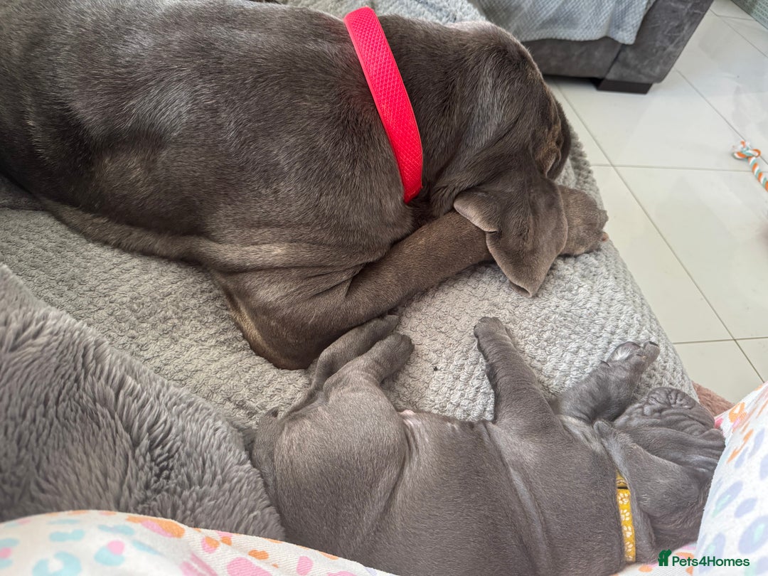 Neapolitan Mastiff dogs for sale:  Neapolitan mastiff puppies Newcastle  - Image 27