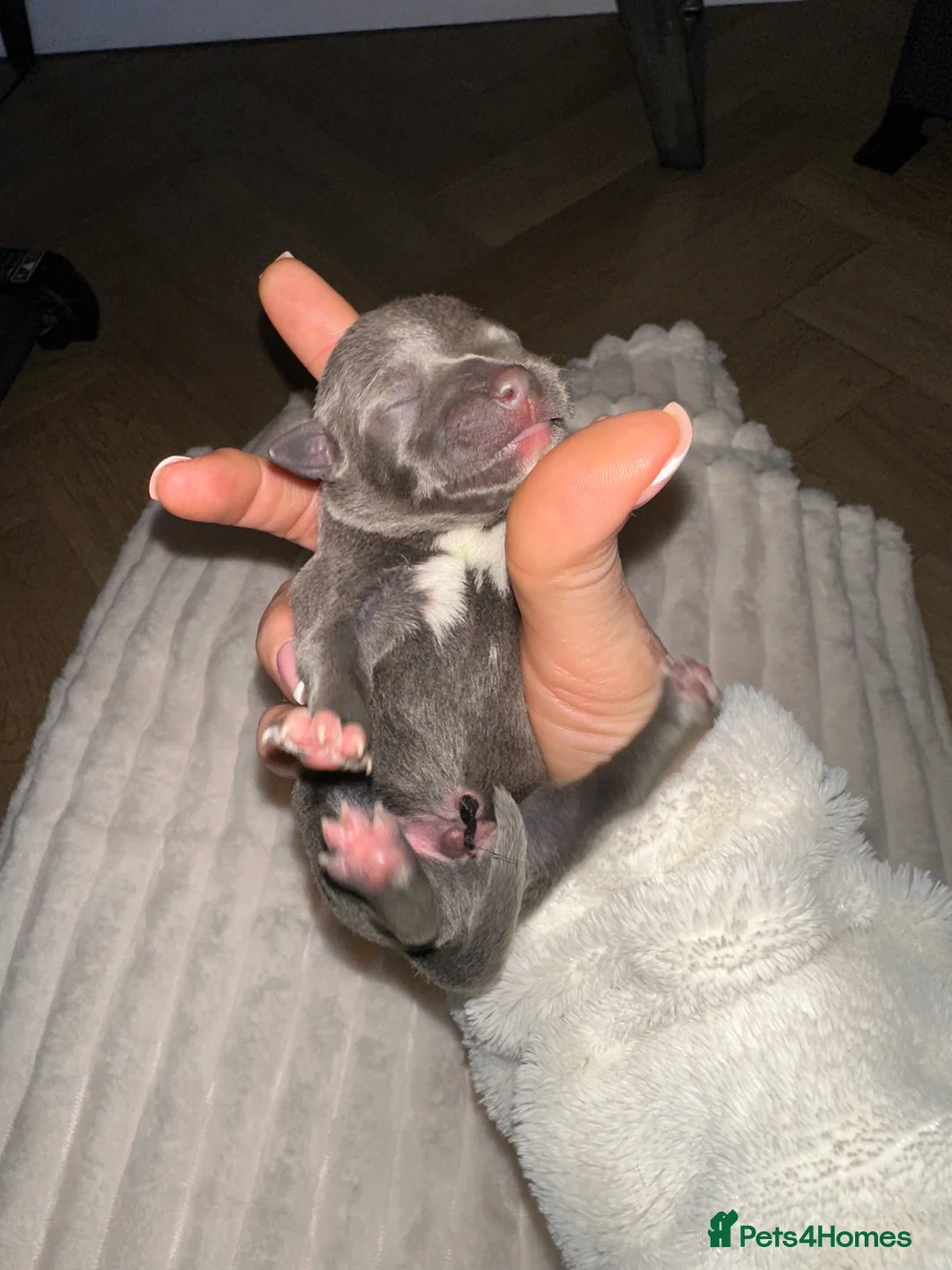 Staffordshire Bull Terrier dogs for sale: Staffordshire Bull Terrier Pups for Sale 🩶 - Advert 18