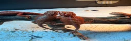 Bearded Dragon reptiles for sale: Red Monster baby bearded dragons ready to go! - Advert 6
