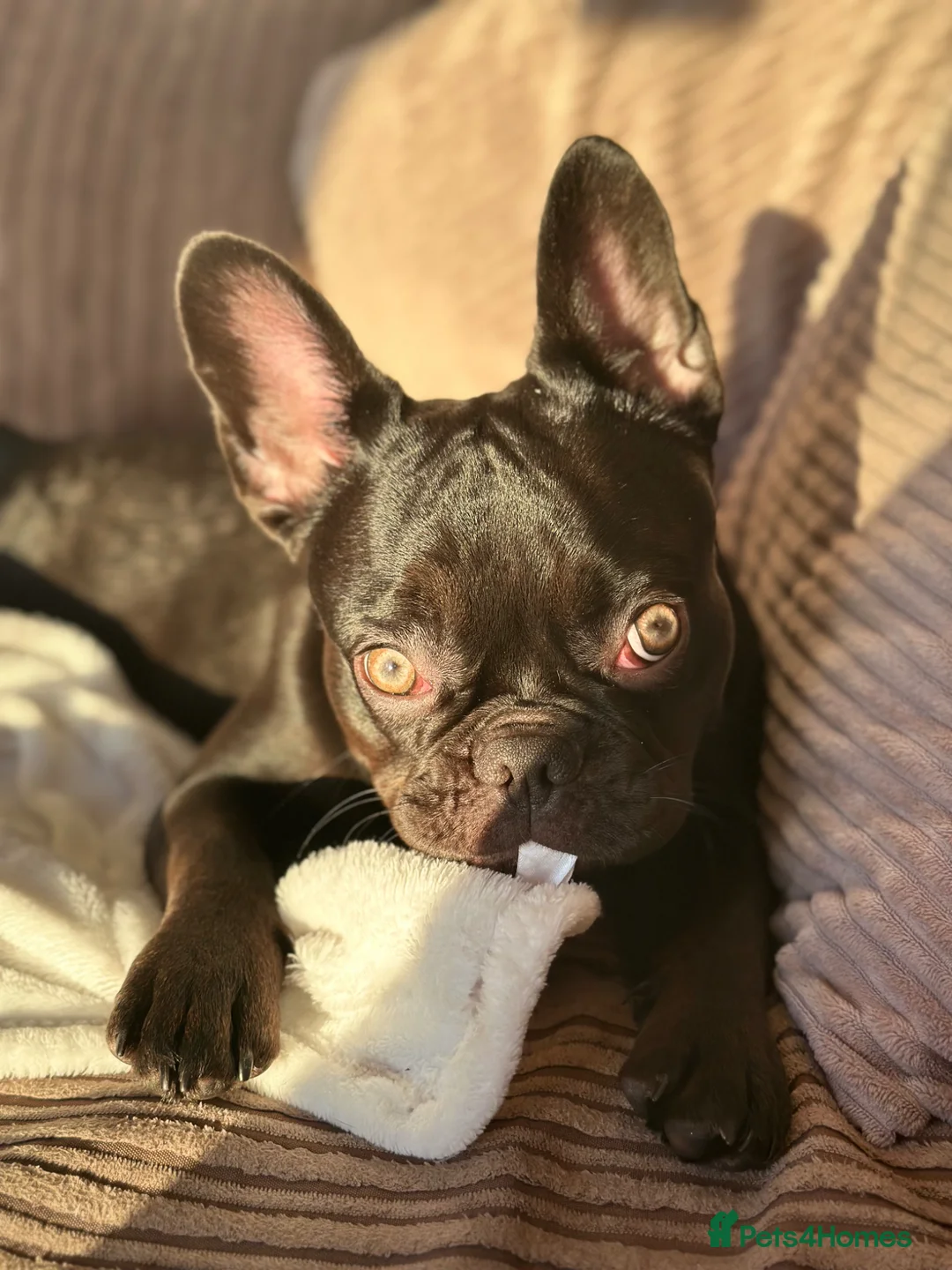 French Bulldog dogs for sale: French Bulldog- Nora - Advert 5