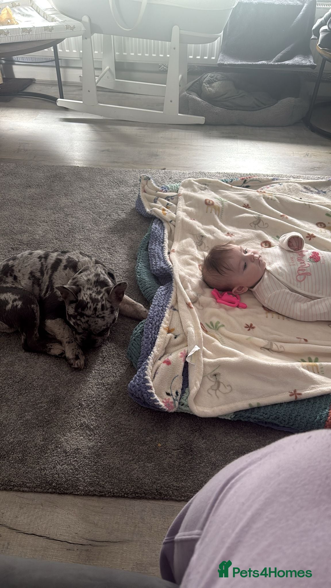 French Bulldog dogs for sale: 8 month old French Bulldog in Leigh-on-Sea - Advert 2
