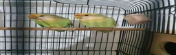 Lovebirds birds for sale: Peachface lovebirds in Glasgow - Advert 6