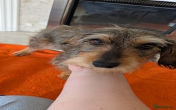 Mixed Breed dogs for sale: 3/4Dachshund X 1/4Jack  - Image 2