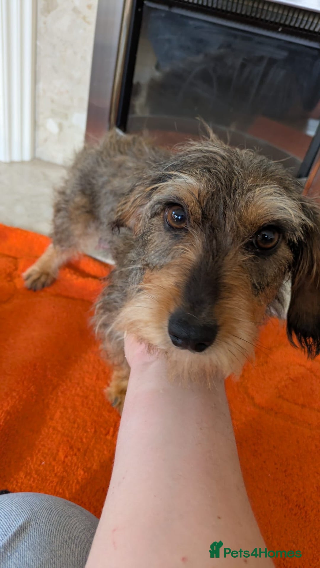 Mixed Breed dogs for sale: 3/4Dachshund X 1/4Jack  - Image 2