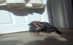 Miniature Dachshund dogs for sale: Miniature Dachshunds - Image 4