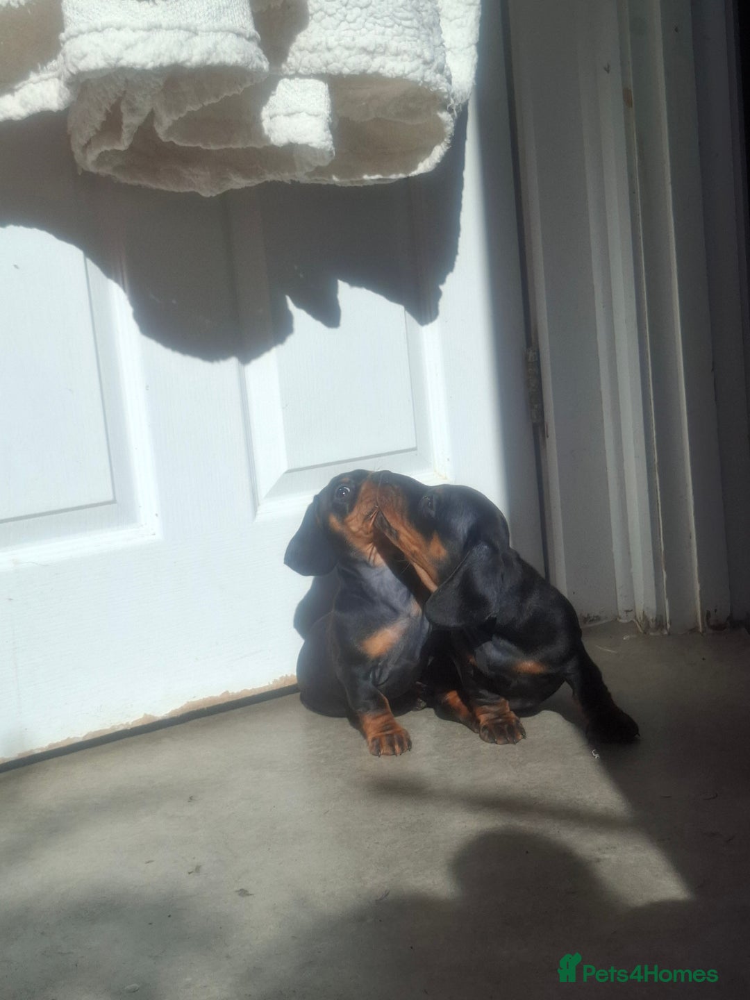 Miniature Dachshund dogs for sale: Miniature Dachshunds - Image 4