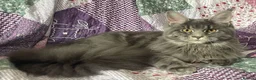 Maine Coon cats for sale: Stunning TICA registered girls - Advert 3