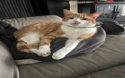 Domestic Shorthair cats for sale: looking for a forever home. (Free/ adoption)  - Image 3