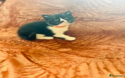 British Shorthair cats for sale: Amazing BSH Kittens  - Image 13