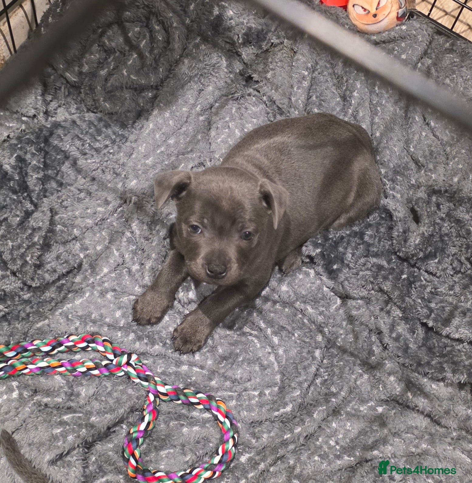 Staffordshire Bull Terrier dogs Fully suited Blues KC registered  - Advert 5