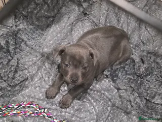 Staffordshire Bull Terrier dogs Fully suited Blues KC registered - Advert 5