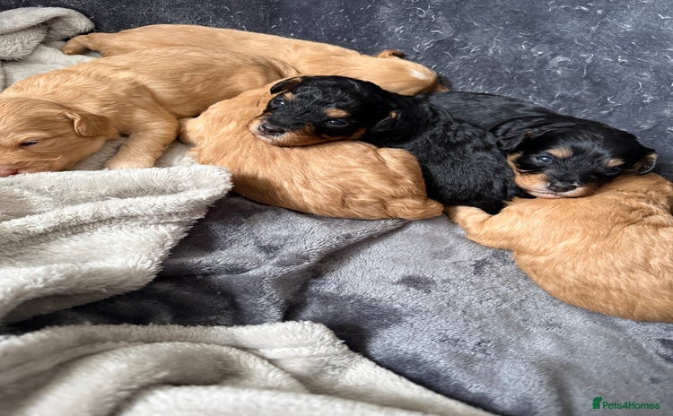 Cavapoo dogs - Advert 5