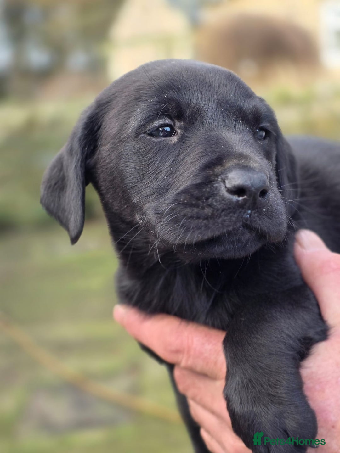 Labrador Retriever dogs for sale: 2 boy KC labradors for sale  - Advert 2