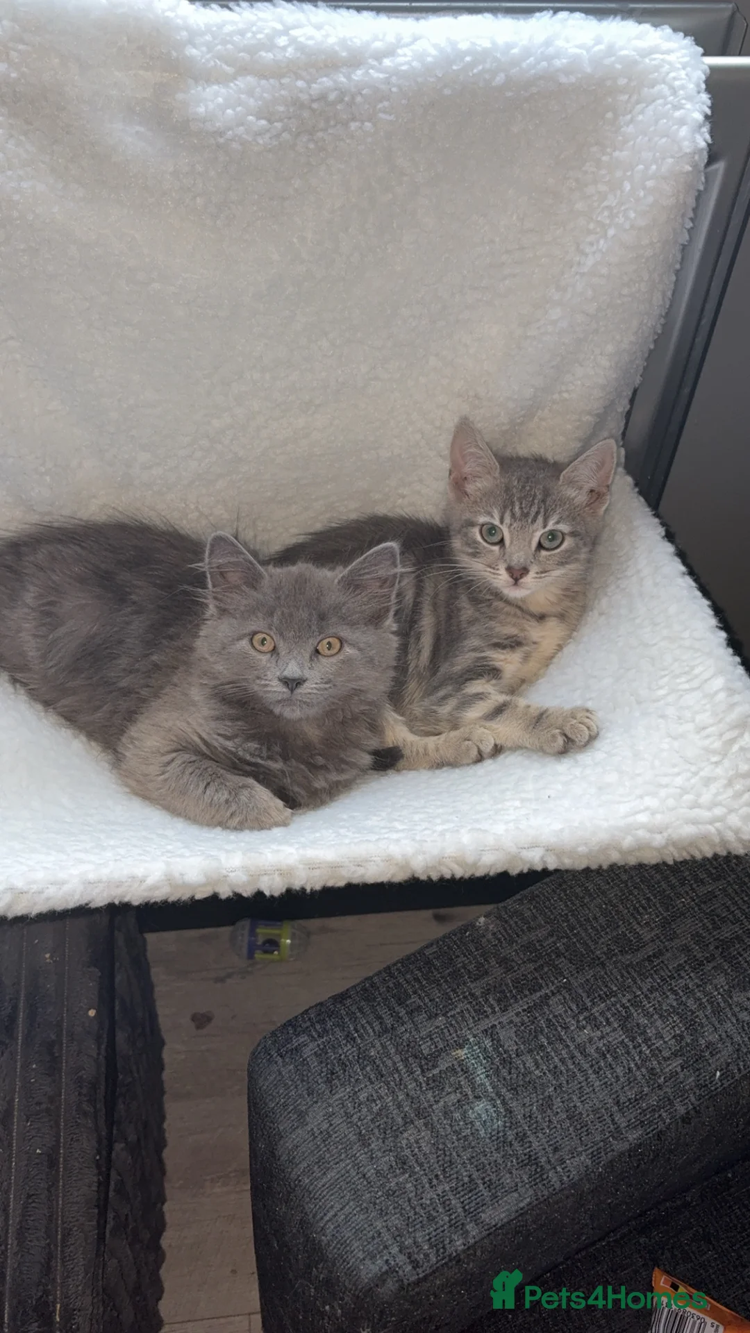 Mixed Breed cats for sale: Two female kittens for rehome  - Advert 3
