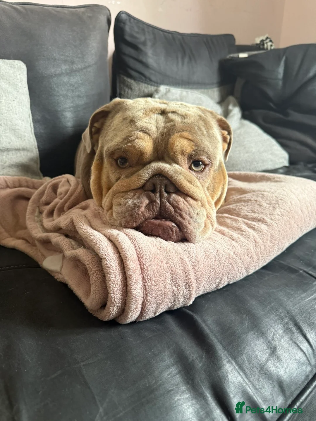English Bulldog dogs for stud: Craig in Corby - Advert 2