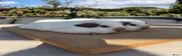 Guinea Pig rodents for sale: Pure bred Californian California sows  - Advert 4