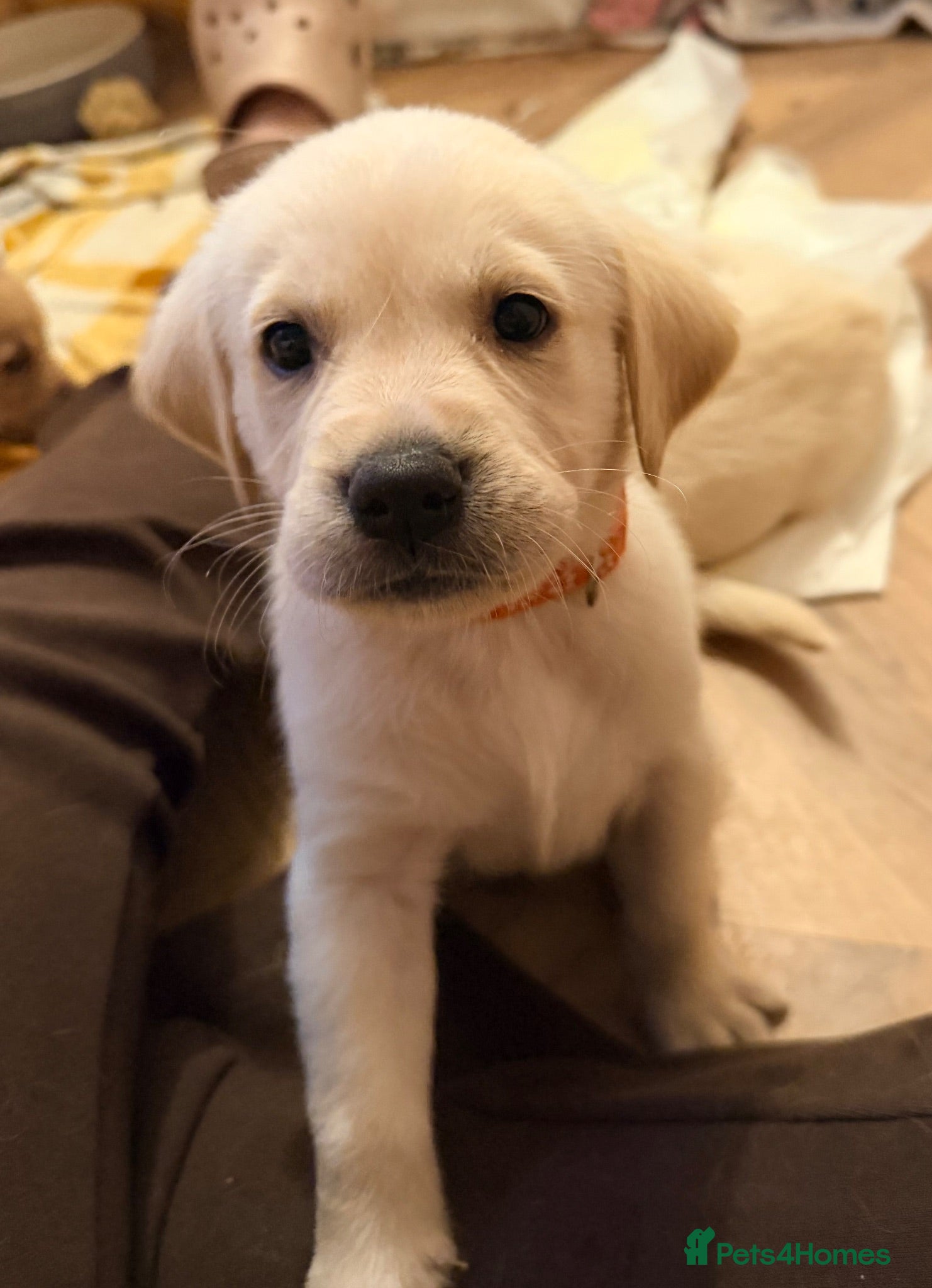Goldador dogs 🐾 Stunning Goldador Puppies 🐾 - Advert 1