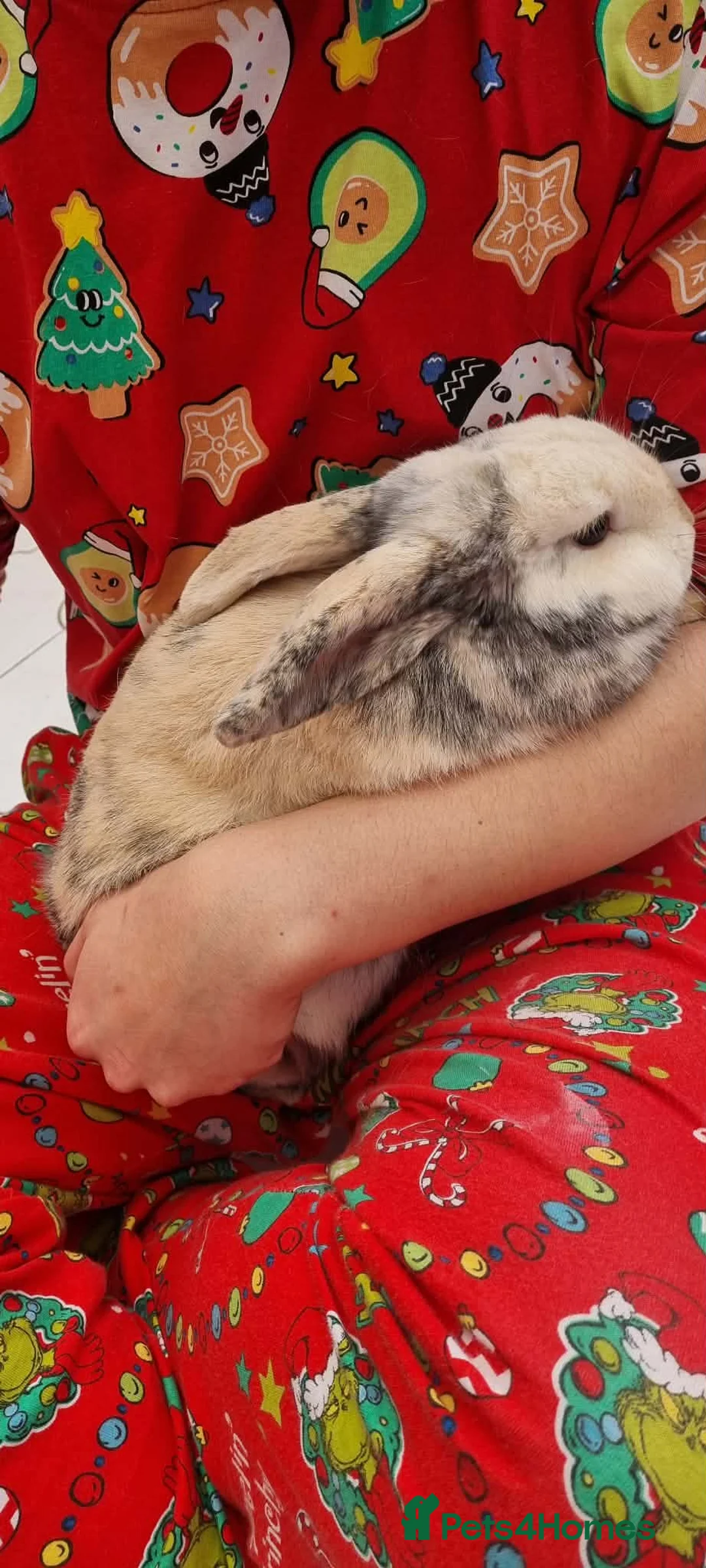 Harlequin rabbits for sale: Female rabbit looking for loving home - Advert 2