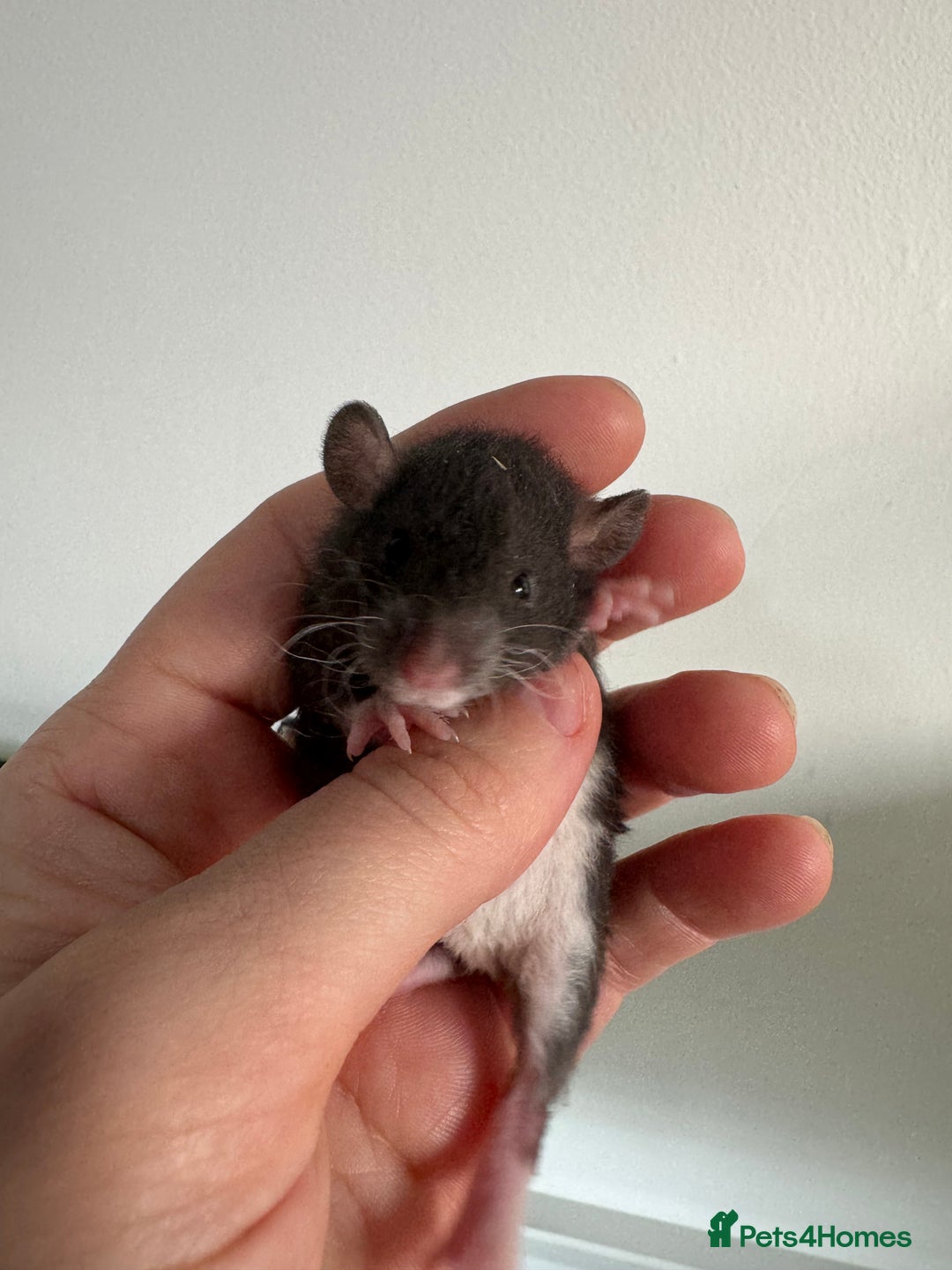 Rat rodents for sale: Baby rats boys and girls  - Advert 7