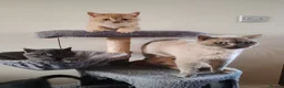 Scottish Fold cats for sale: Scottish fold x BSH kittens - Advert 4