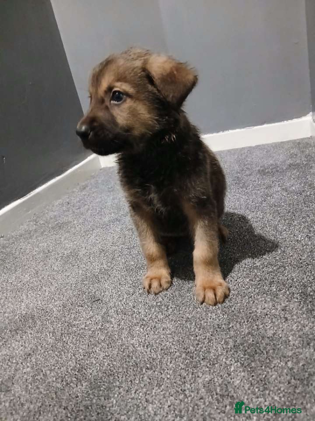 Mixed Breed dogs for sale: German Shepherd x huskita.  - Image 17