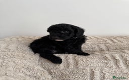 Cockapoo dogs for sale: Stunning F1B Merle Cockapoo Puppies!!!! - Image 33