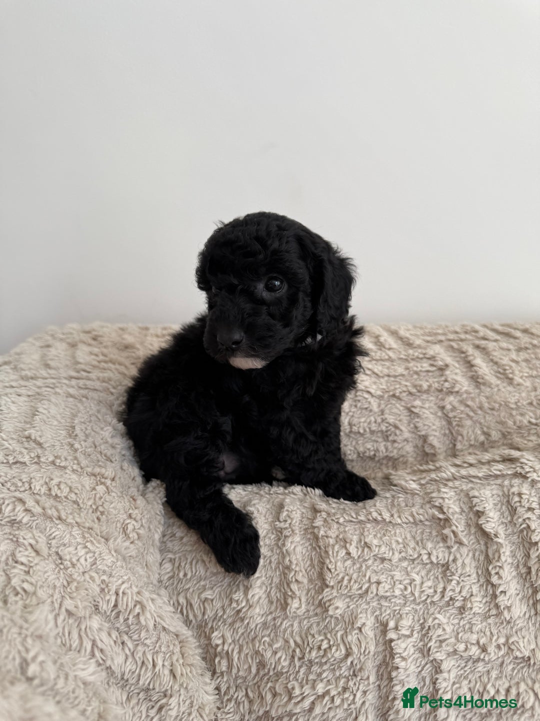 Cockapoo dogs for sale: Stunning F1B Merle Cockapoo Puppies!!!! - Image 33
