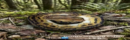 Python Snake reptiles for sale:  Various ball pythons  - Advert 2