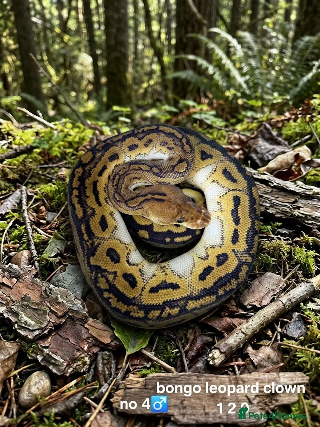 Python Snake reptiles for sale:  Various ball pythons  - Advert 2
