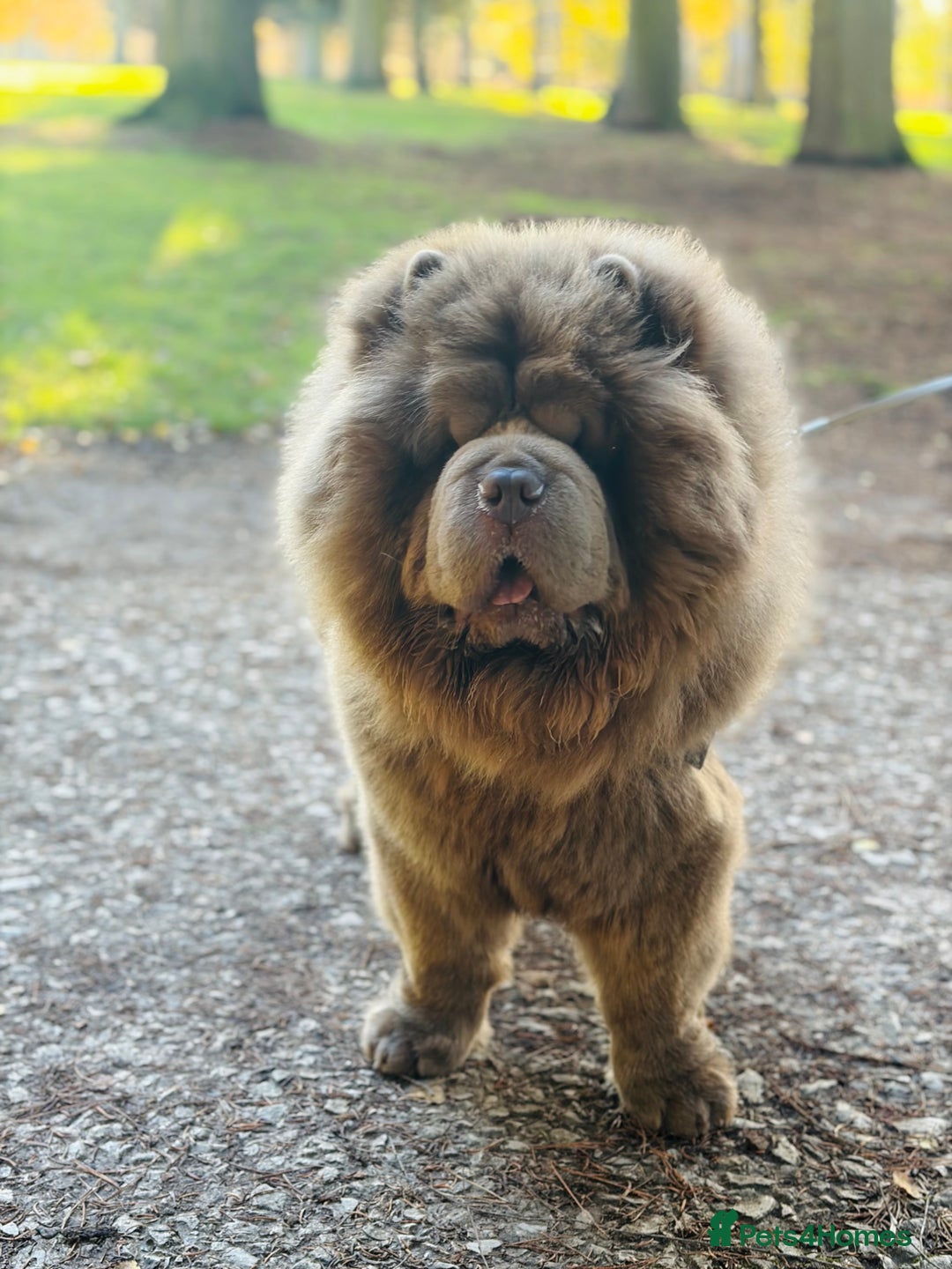 Chow Chow dogs for stud: Rare Lilac Chow Chow for stud 🦁 - Advert 7