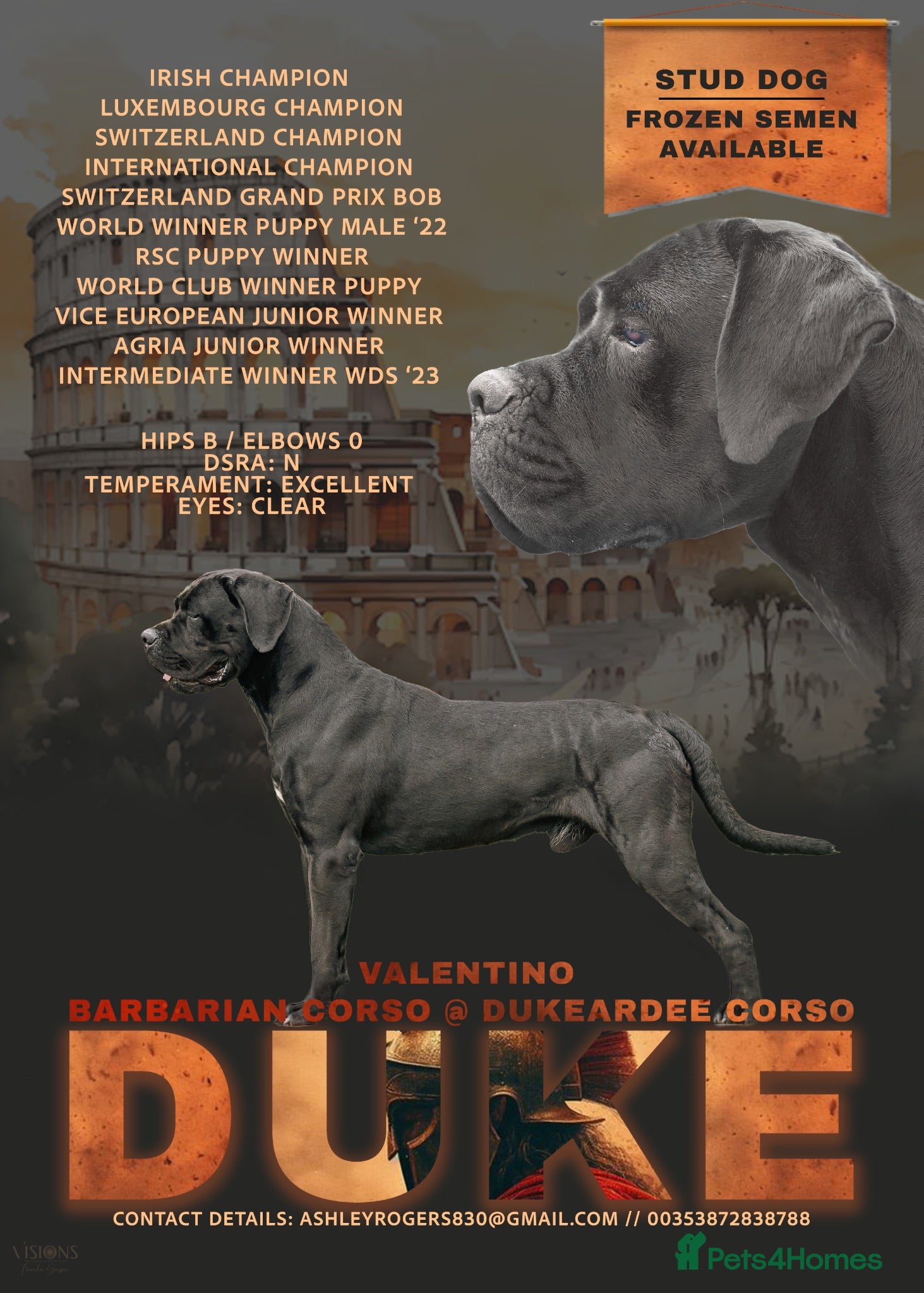 Cane Corso dogs for sale: Cane corso litter  - Advert 1