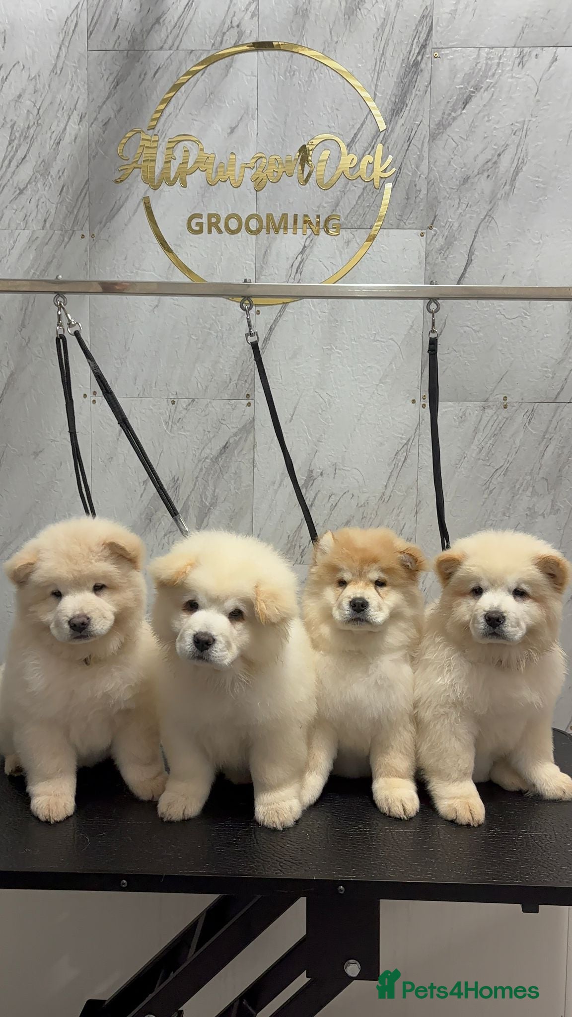 Chow Chow dogs 🐾4 trouble makers left, ready to rule your home🐻 - Advert 4
