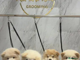 Chow Chow dogs 🐾4 trouble makers left, ready to rule your home🐻 - Advert 4