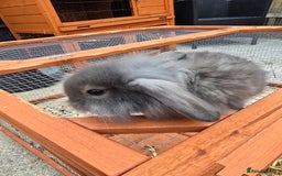 Lionhead rabbits for sale: Lionhead x - Image 11