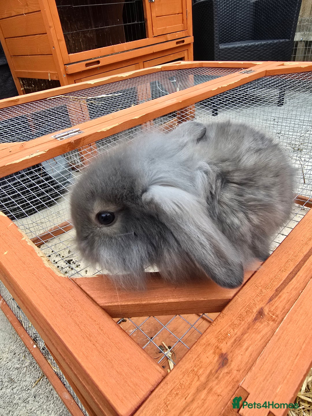 Lionhead rabbits for sale: Lionhead x - Image 11