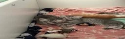 British Shorthair cats for sale: 4 beautiful British shorthair mixes.  - Advert 8