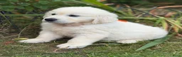 Golden Retriever dogs for sale: KC Cream litter from great health tested parents  - Advert 13