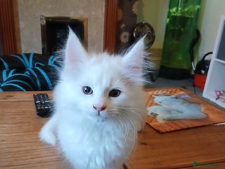 Maine Coon cats Maine coon kitten for sale - Advert 4