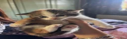 British Shorthair cats for sale: 5 cute British short hair kittens  - Advert 15